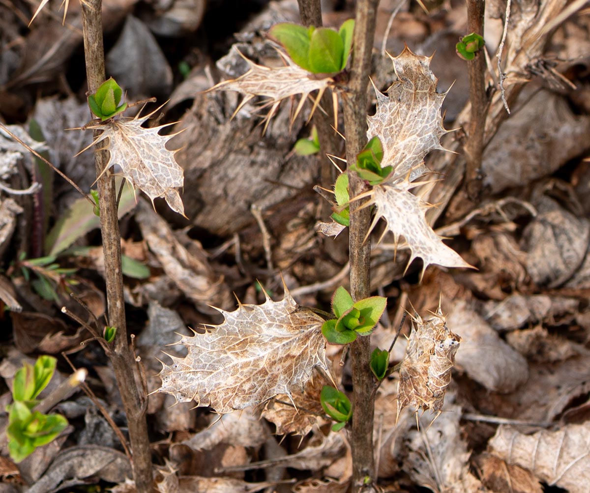 alte und neue Bl&auml;tter